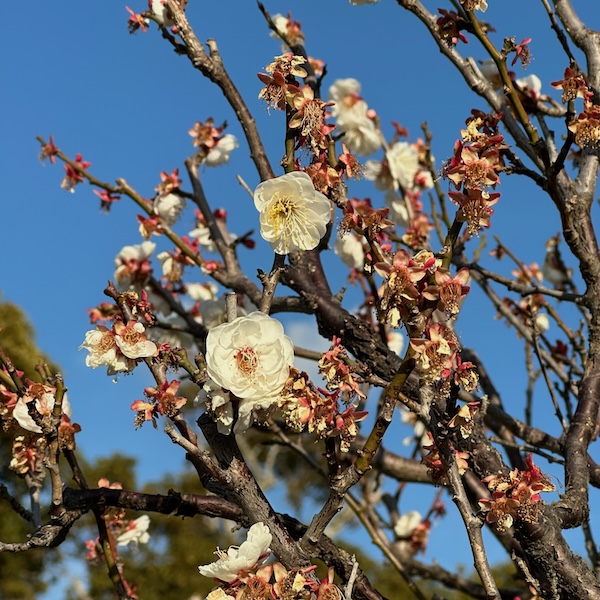 白梅