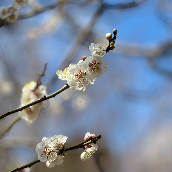 白梅の花