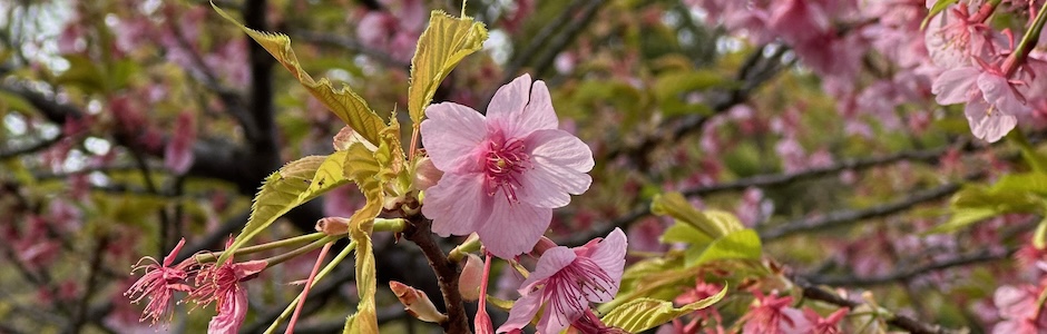葉山しおさい公園の河津桜