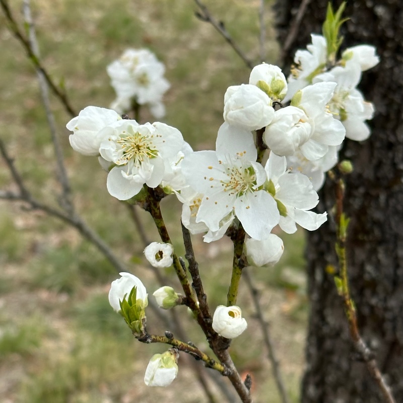 寒白の花