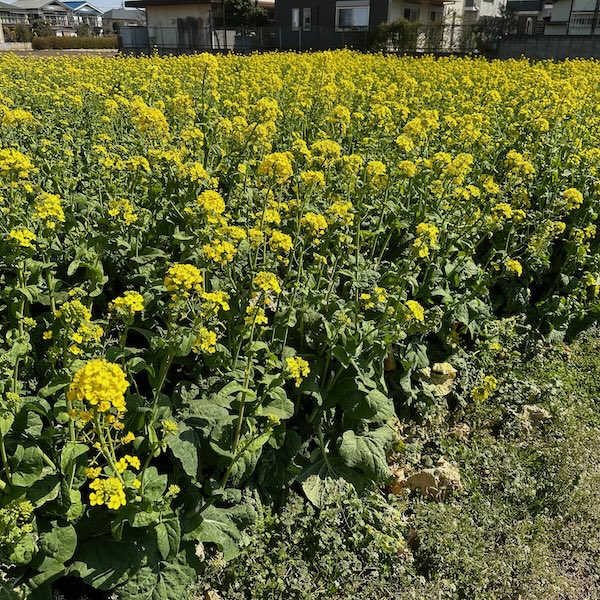 菜の花畑