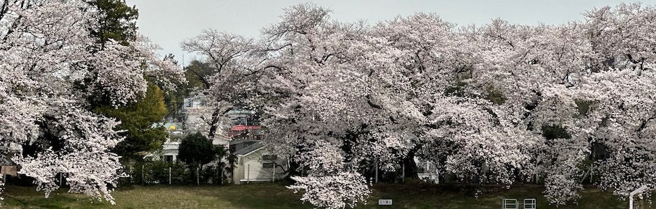 満開の桜（武蔵野市競技場）