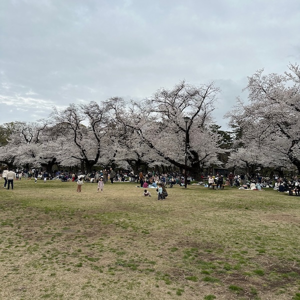 小金井公園の桜