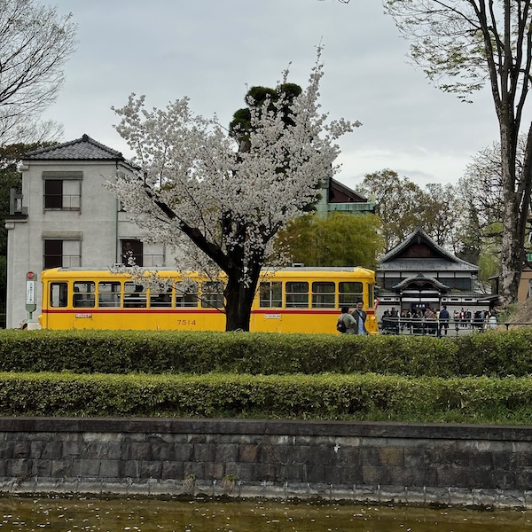 都電車両と桜