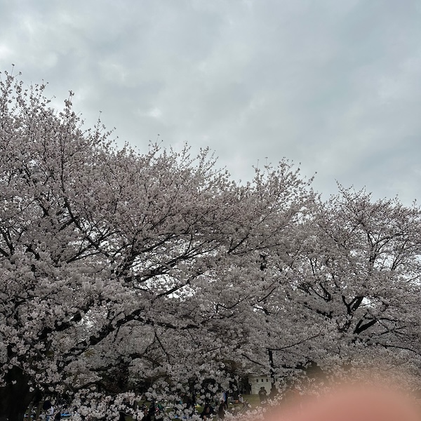 満開のソメイヨシノ