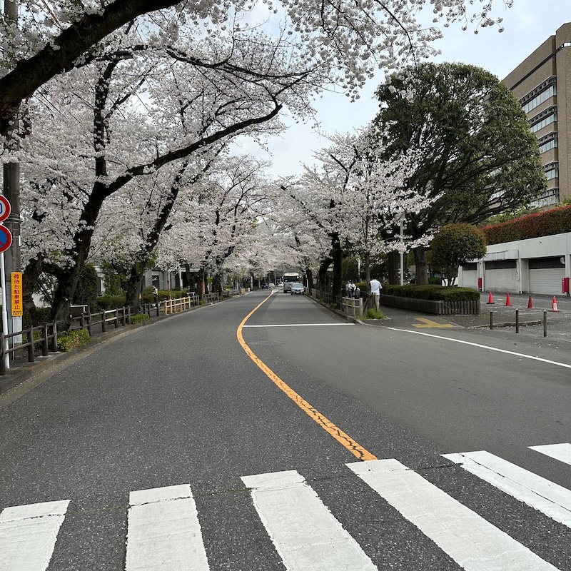 NTT前の桜並木