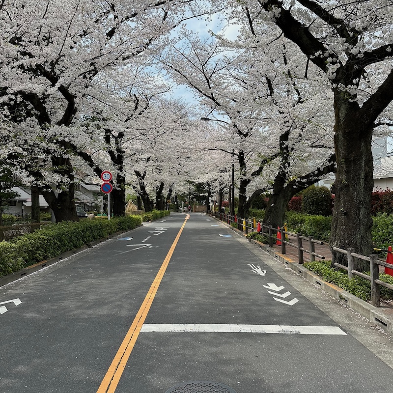 コミセン横の桜並木