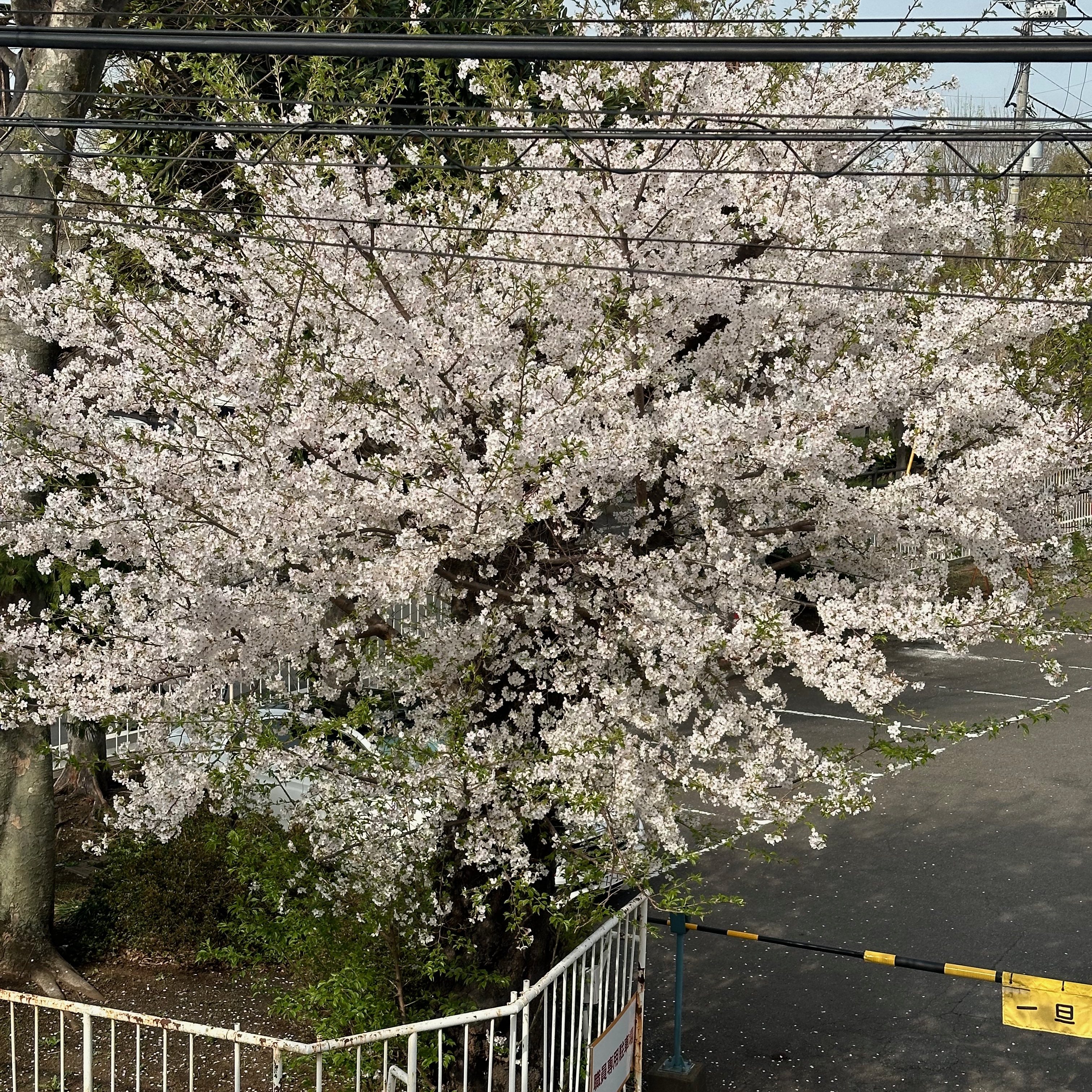 隣の駐車場の桜