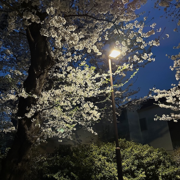 公園の夜桜
