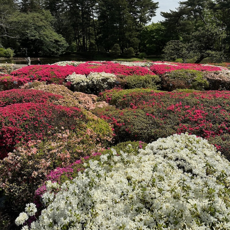 紅白のつつじ
