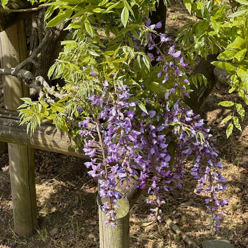藤の花