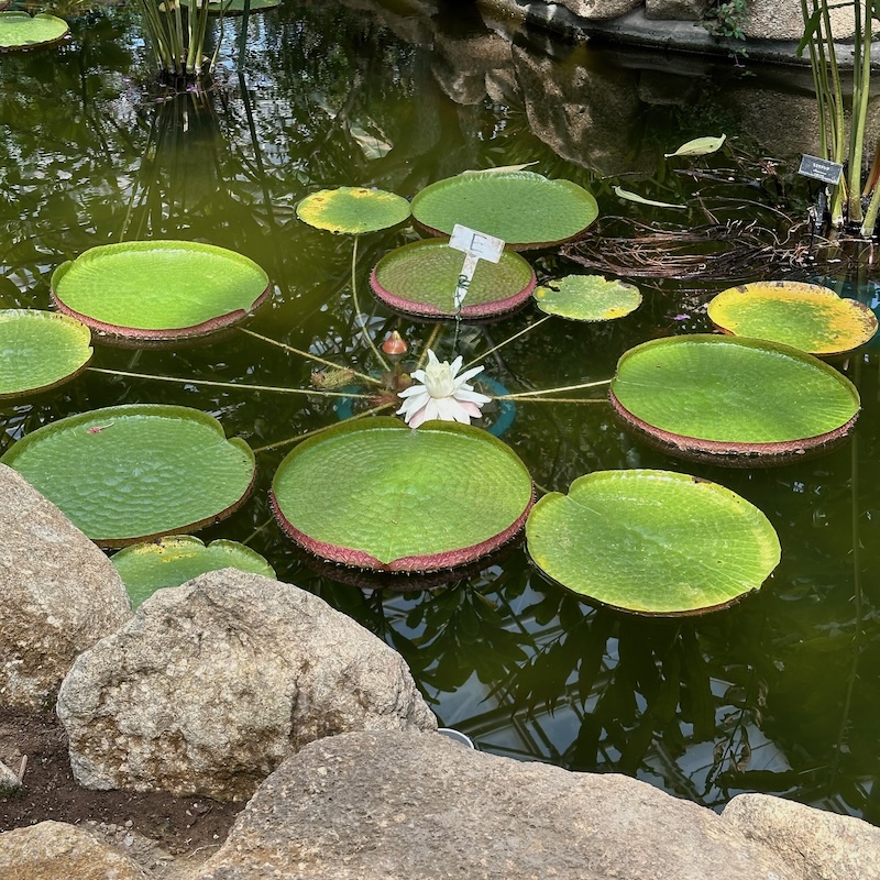 ハスの花
