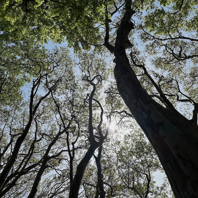 樹木を見上げて
