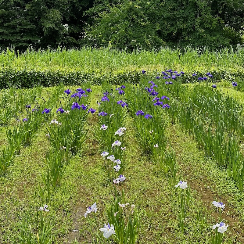 菖蒲