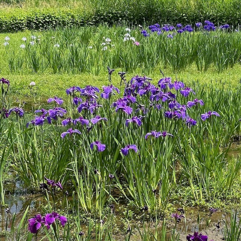 菖蒲