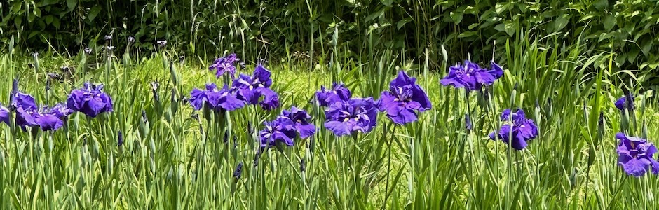 神代植物公園のかきつばた