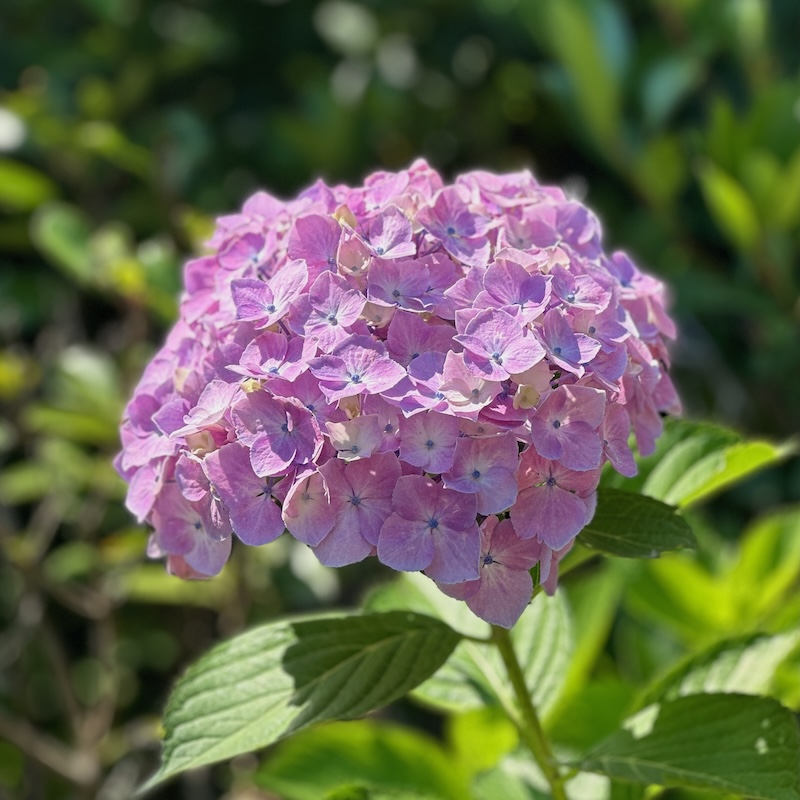 薄紫のアジサイ