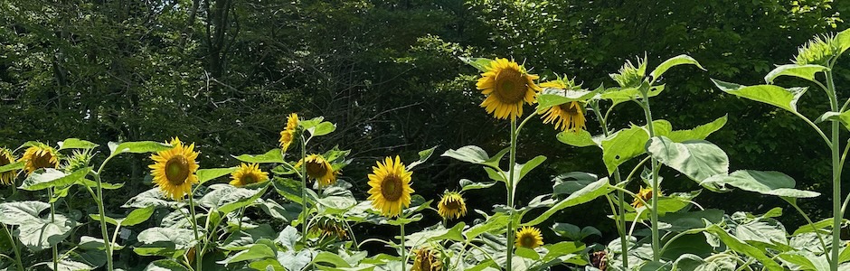 神代植物公園のひまわり