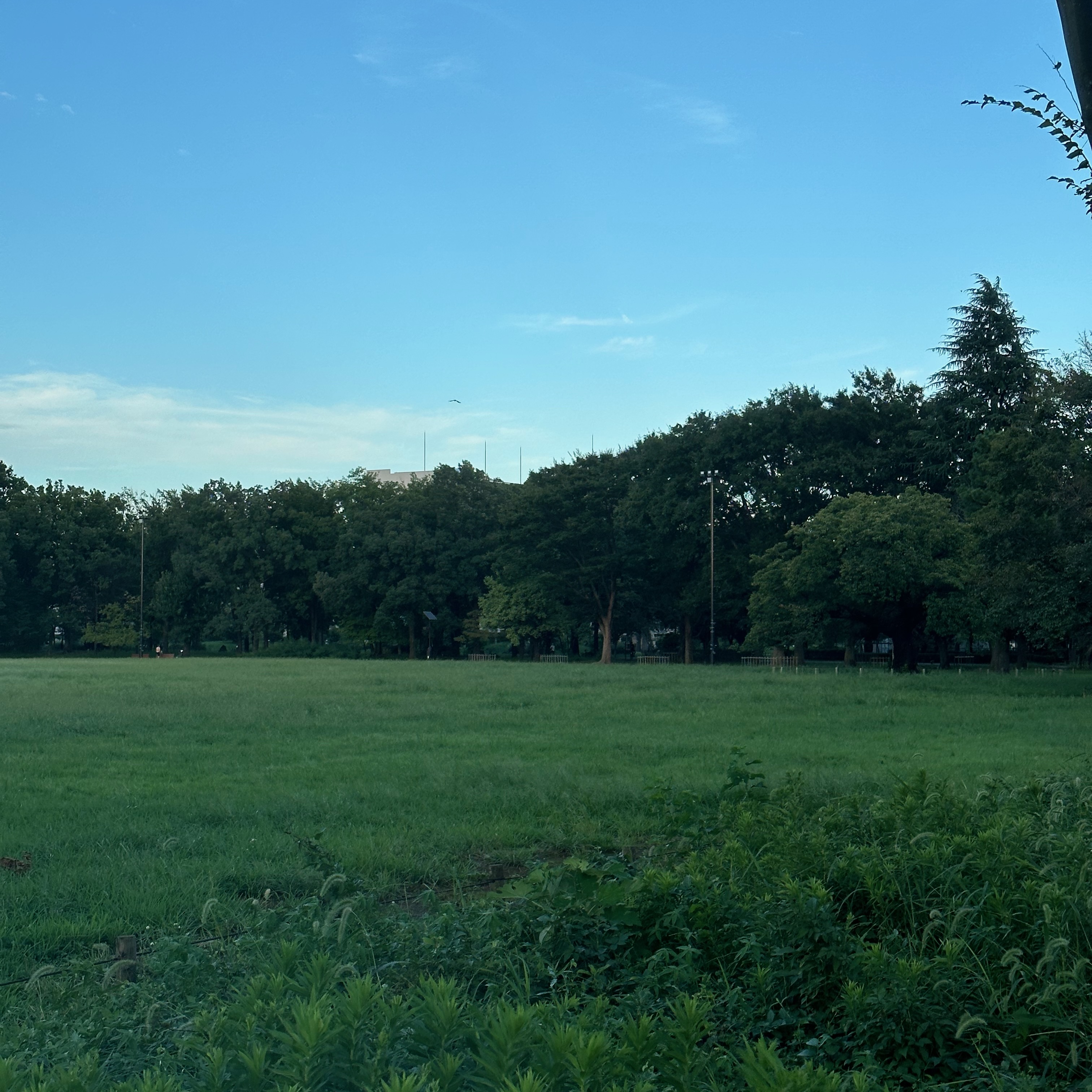 中央公園