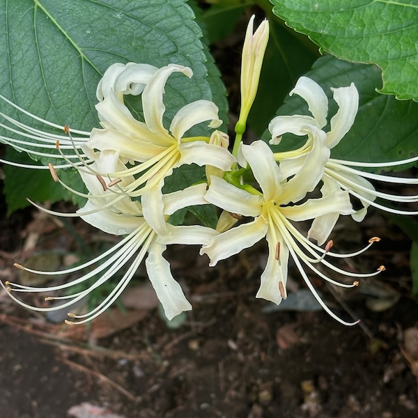 白彼岸花