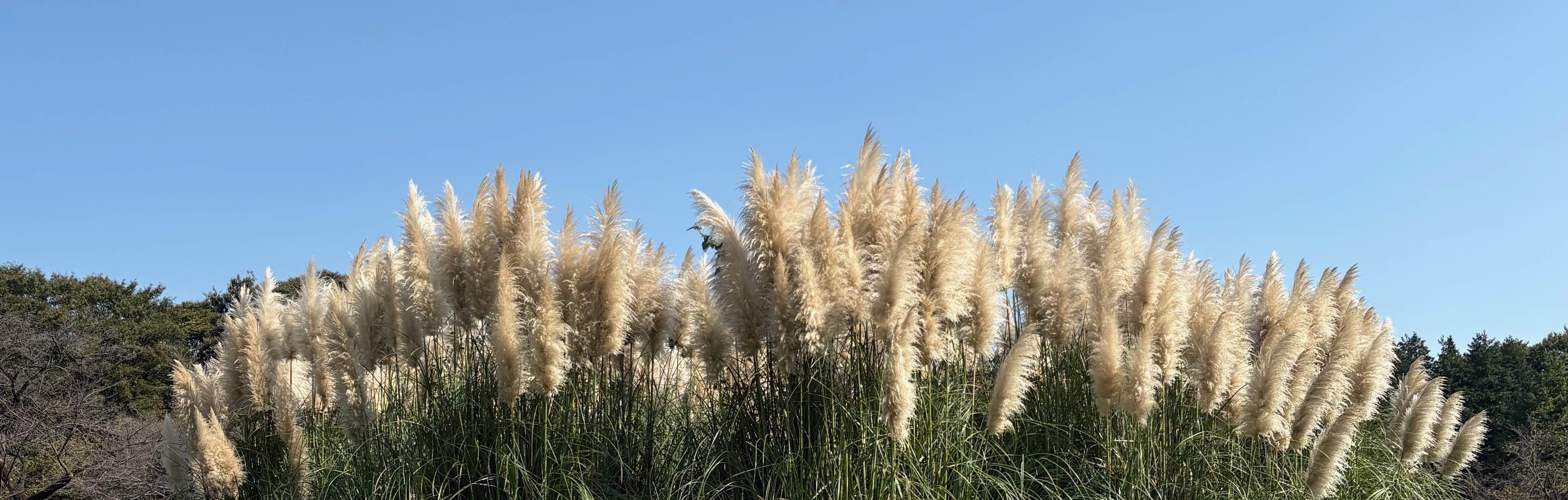 神代植物公園のパンパスグラス
