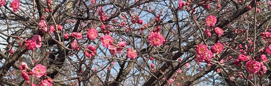 紅梅（八重寒紅）