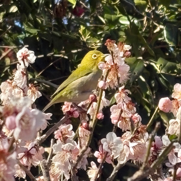 ウグイス