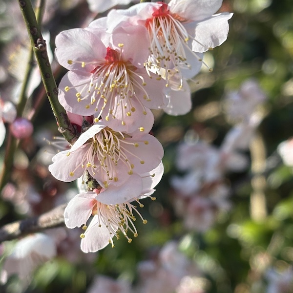 寒桜