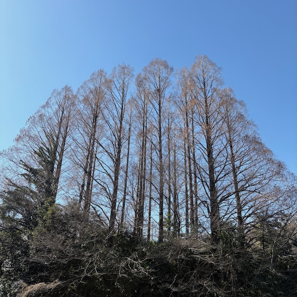メタセコイア