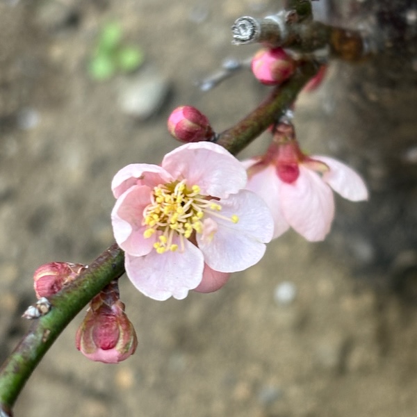 ピンクの梅の花