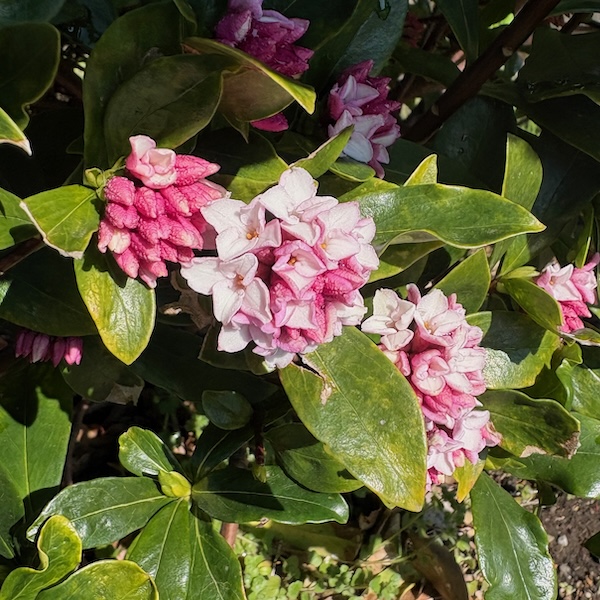 沈丁花