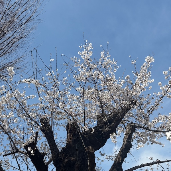 桜の木