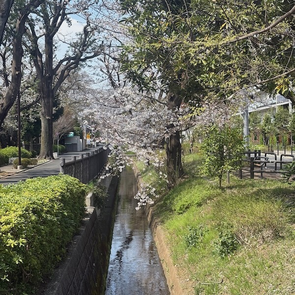 上水沿いの桜