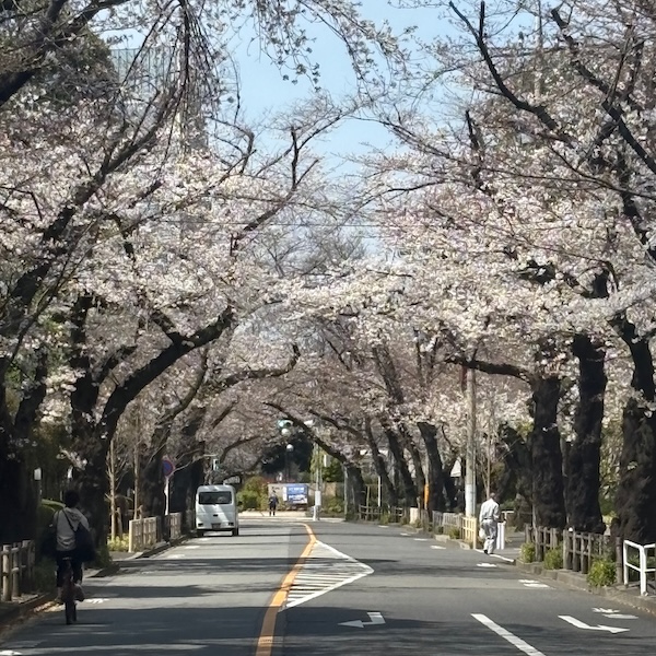 桜並木