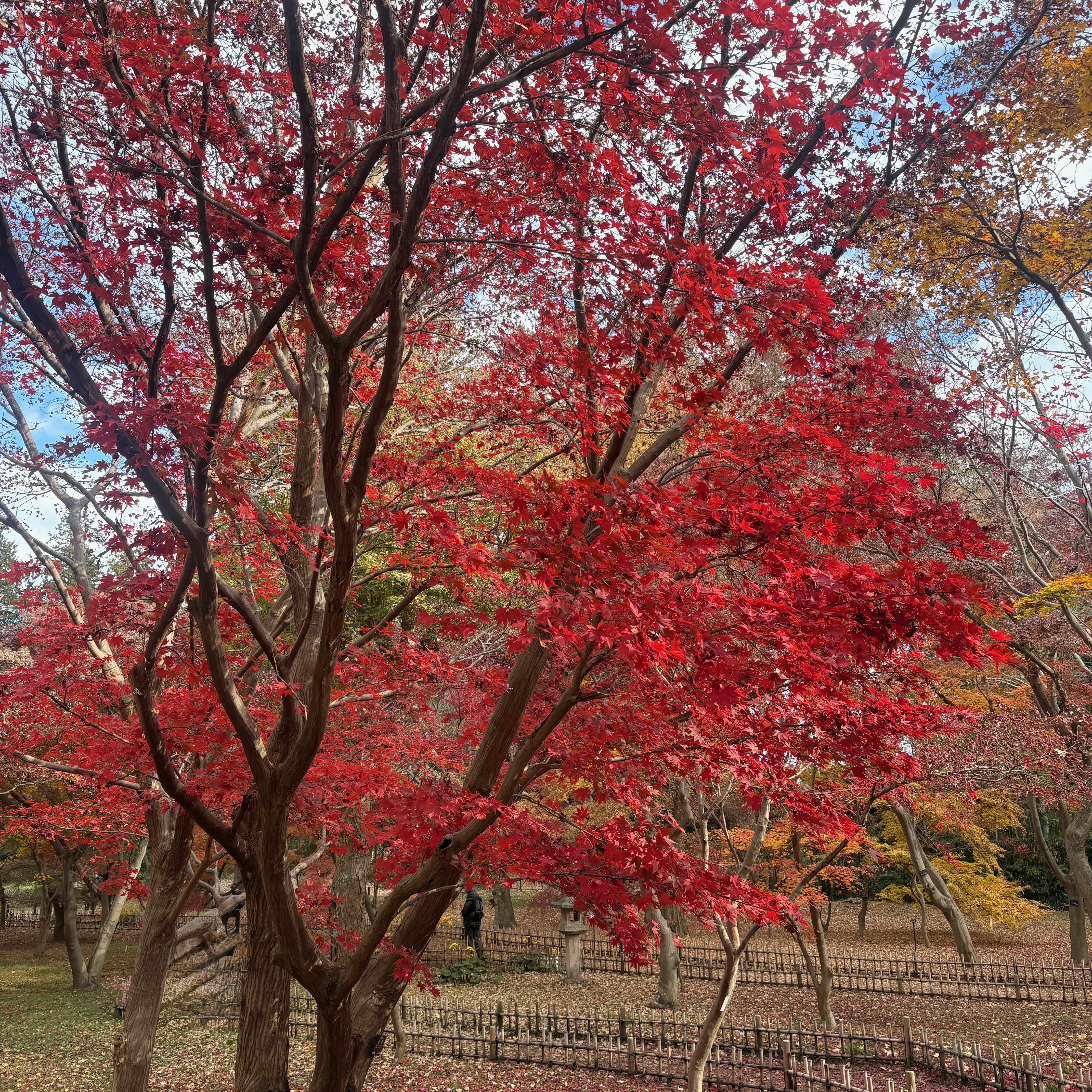 紅葉したカエデ