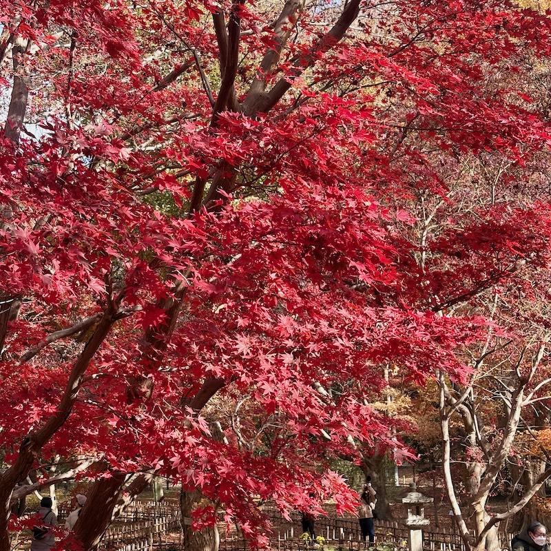 紅葉したカエデ