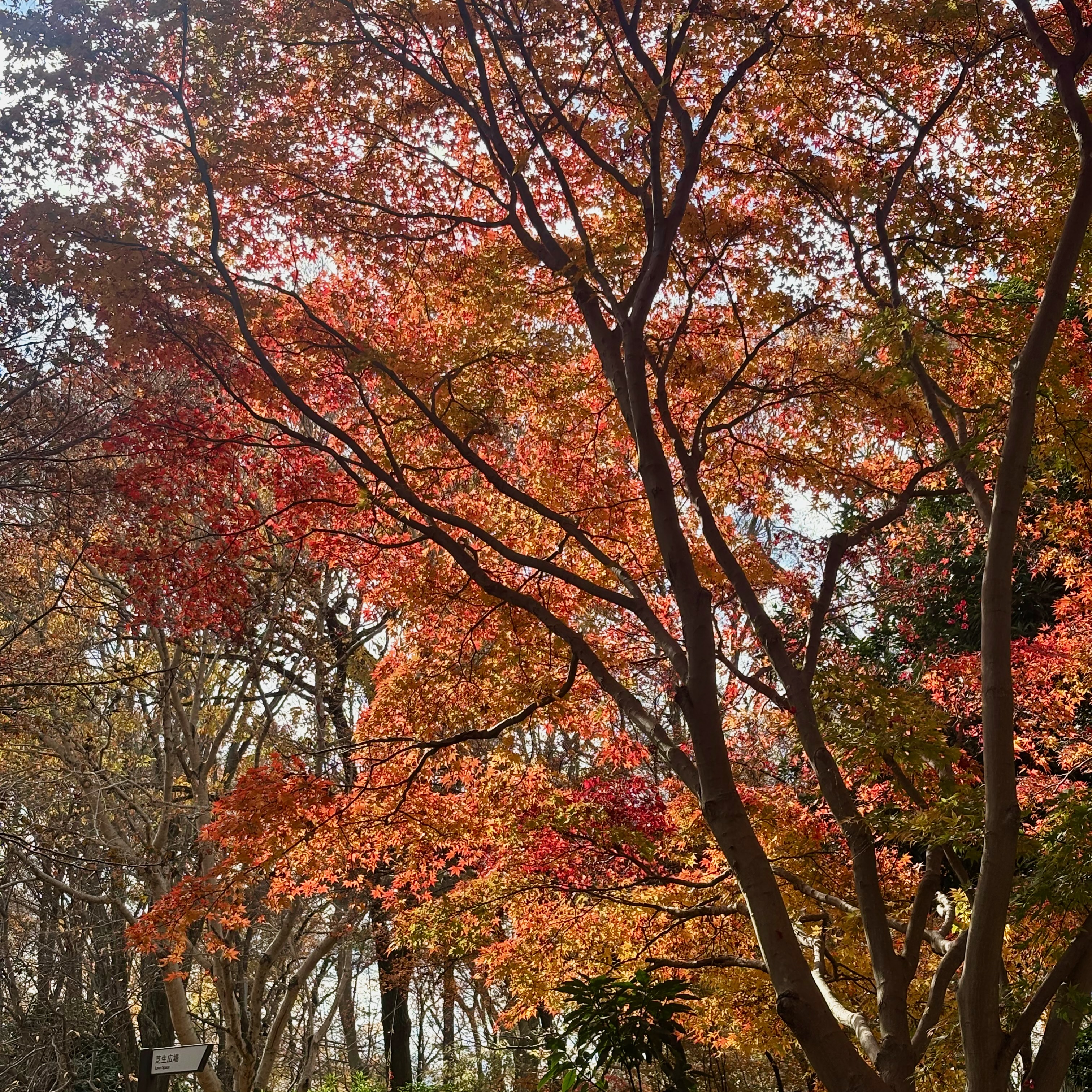 紅葉したカエデ