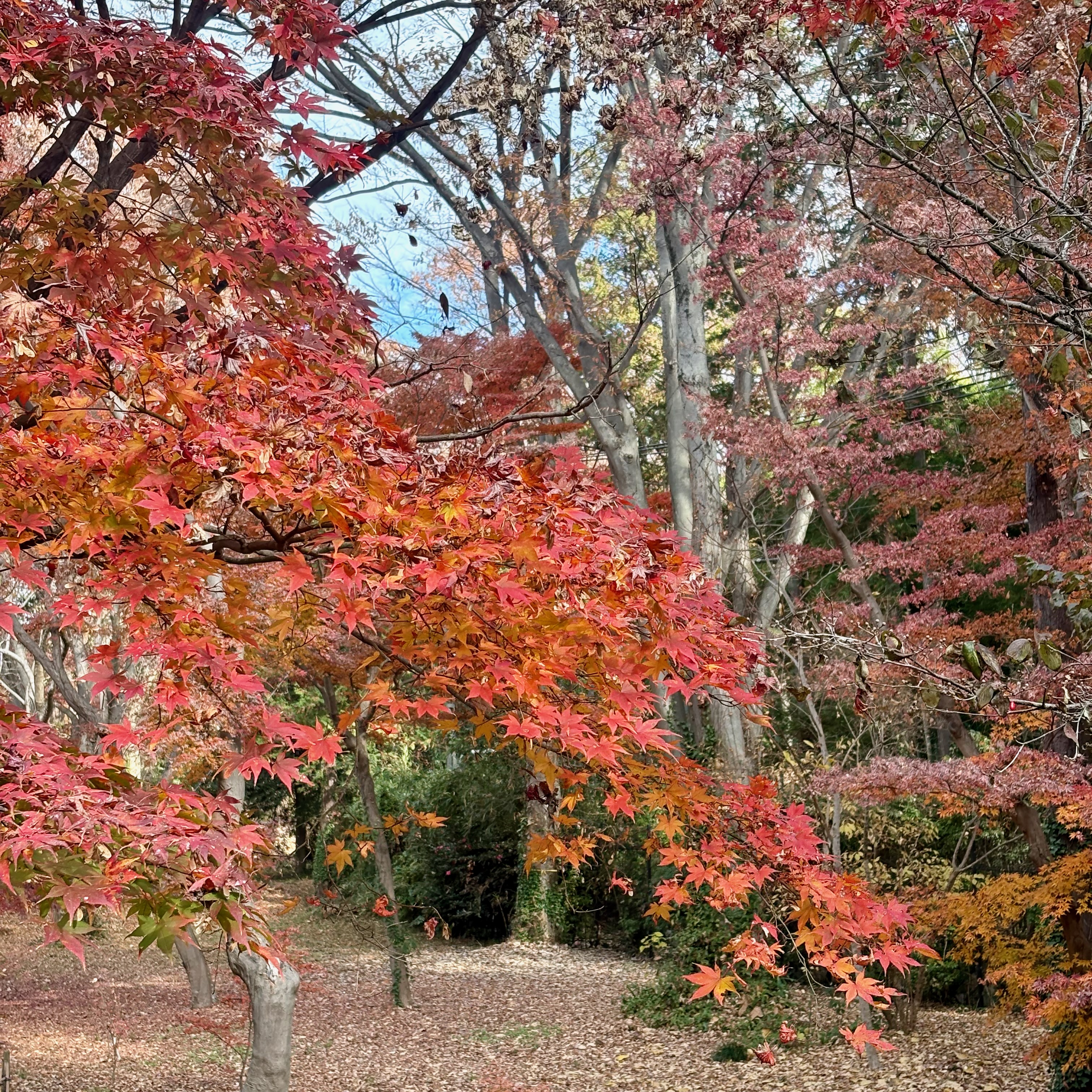 紅葉したカエデ