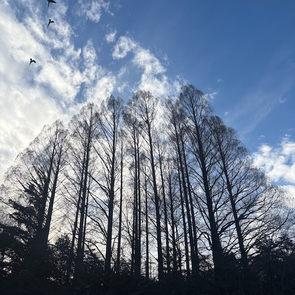 冬枯れのメタセコイア