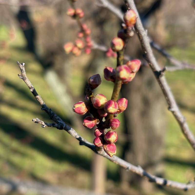 梅のつぼみ