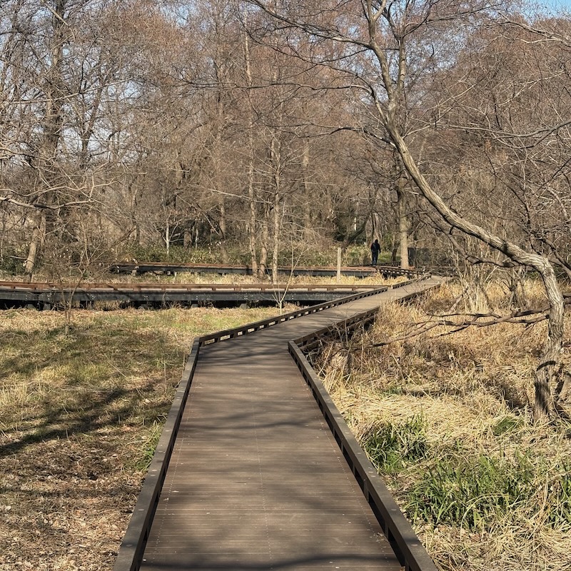 自然観察園の木道