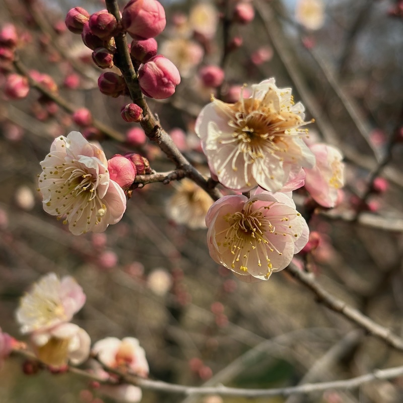 ピンクの梅の花