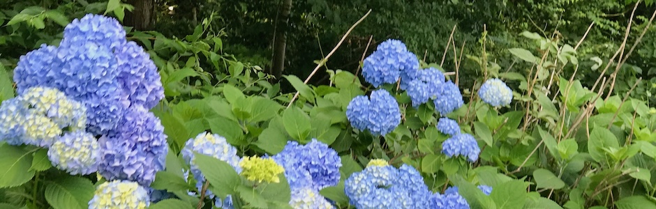 紫陽花