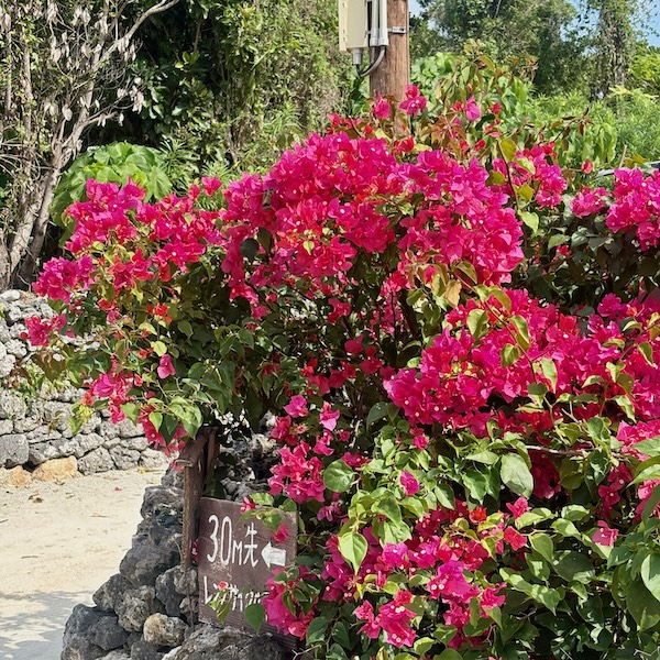 ブーゲンビリア