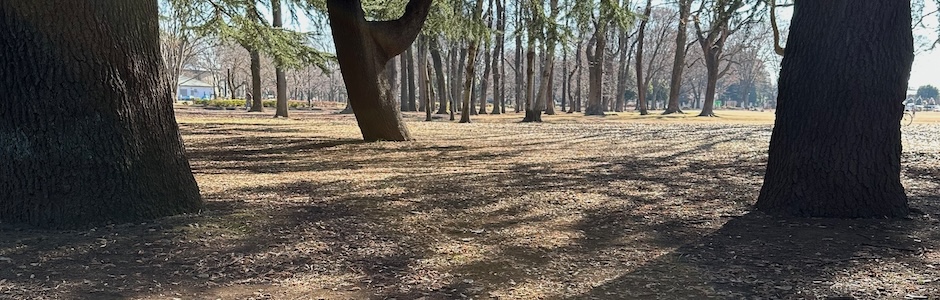 公園の樹木