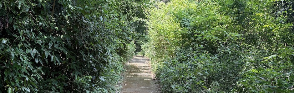 神代植物公園の散歩道