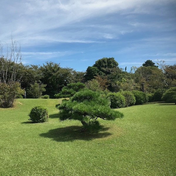 庭園の松