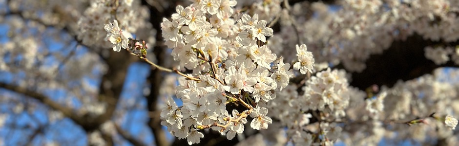 満開の桜