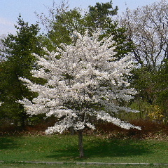 文学館の前の桜