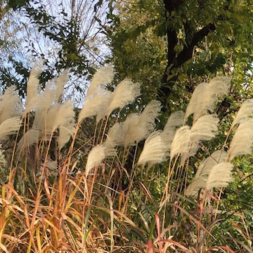 公園のすすき